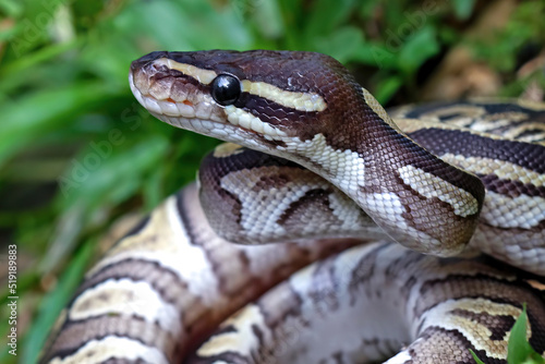 Ball python snake close up head on grass