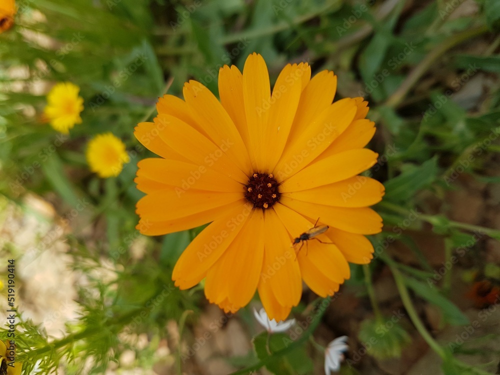 Spring nature flower Spring nature flower
