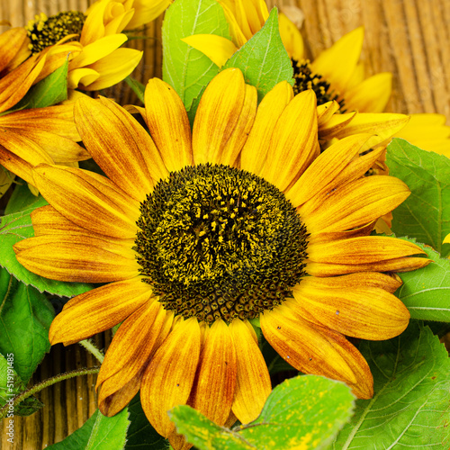 bouquet of sunflower flowers on a background of brown boards