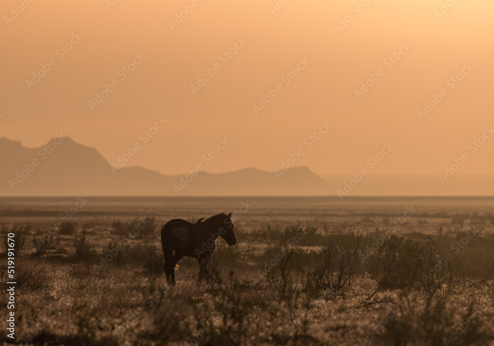 Wild Horse at Sunset in the Utah Desert Wild Horse at Sunset in the Utah Desert