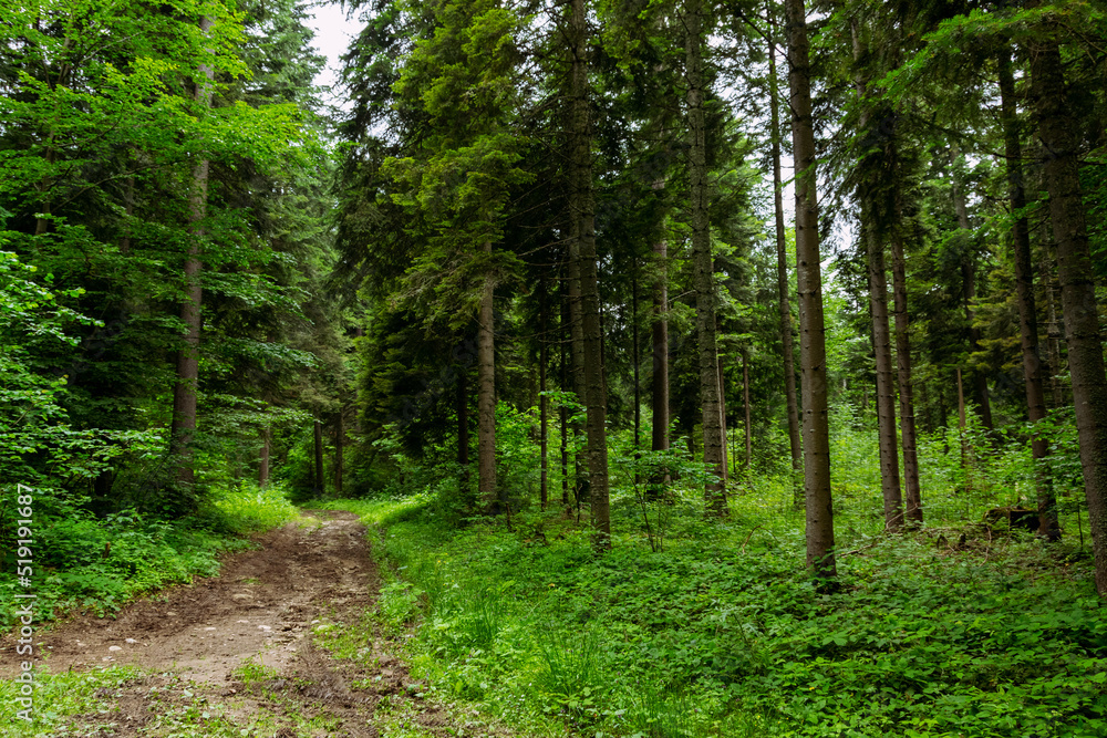 Fototapeta premium Idyllic forest view by the Rila mountain in Bulgaria