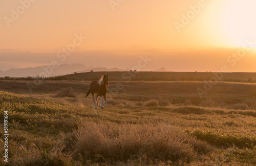 Fototapeta Naklejka Na Ścianę i Meble -  Wild Horse at Sunset in the Utah Desert