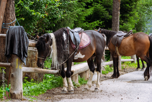 Saddled mountain horses outdoor. Equestrian sport, farm animals life © 682A_IA
