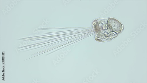 Larva mitraria of worm Polychaeta, of the Oweniidae family under microscope, is planktotrophic. Stays in the water column due to long cilia. White Sea photo
