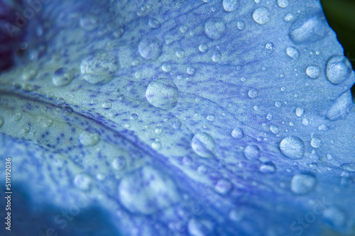 water drops on blue leaf