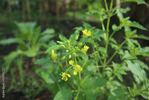 A Yellow Plant on a Field that Grows in the Fall. Photo a Common Field Weed, Field Mustard