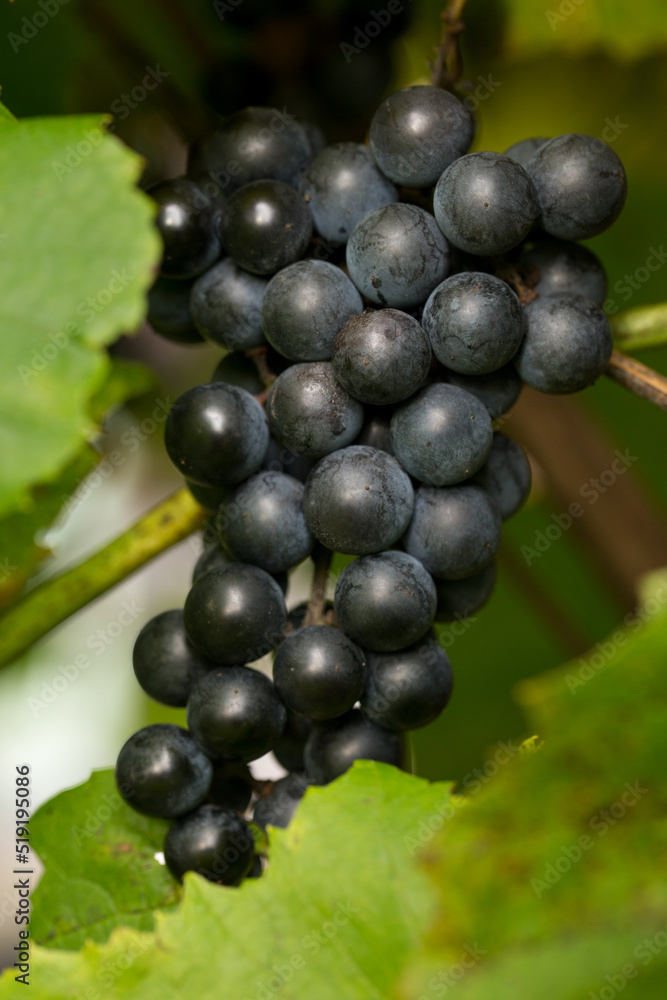 Blue grapes. Autumn harvest of blue grapes Blue grapes. Autumn harvest of blue grapes