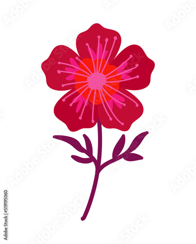 pink floral flower