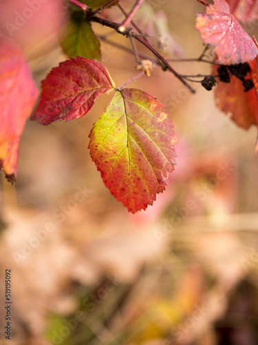 Bright and colorful leaves in the morning in autumn