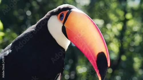 Closeup shot of exotic toco toucan bird in natural setting near Iguazu Falls, Brazil.  photo