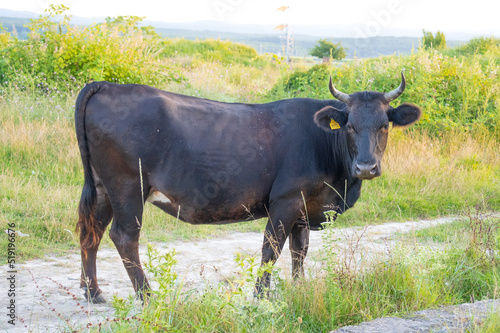 Calm black cow roaming free in the forest