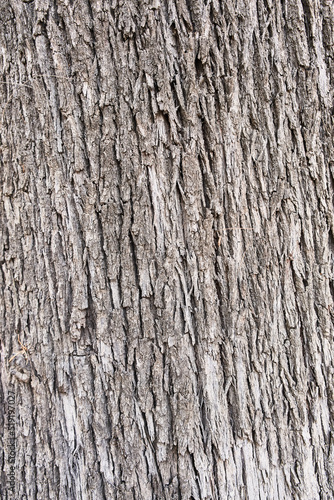  Tree bark texture, natural background