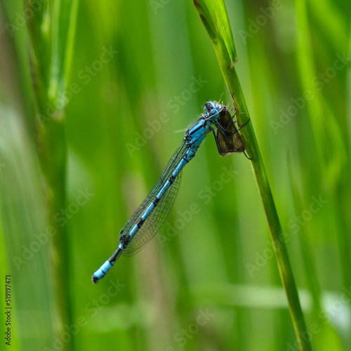 Common blue damselfly (Enallagma cyathigerum)