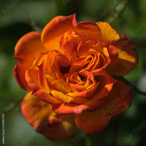 orange rose