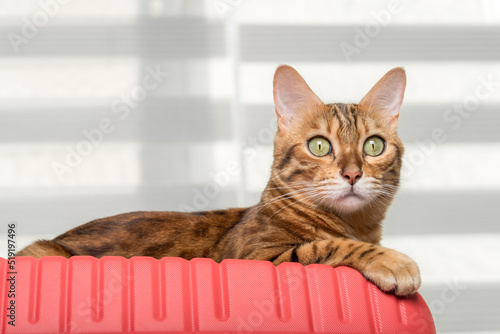 Bengal cat lies on a red suitcase.