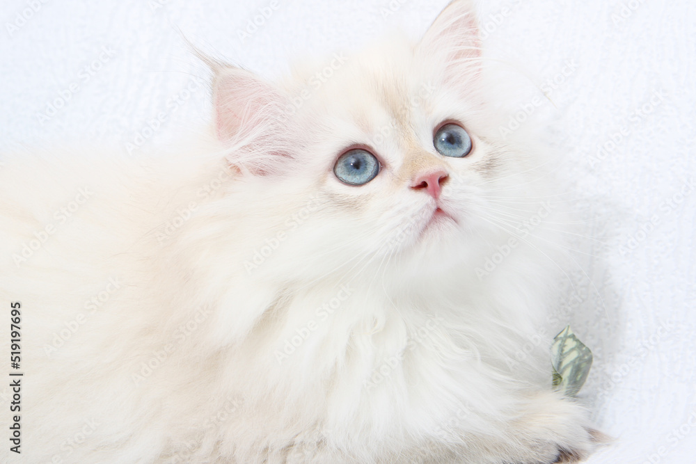 British longhair kitten of silver color on black background. Cute fluffy kitten with blue eyes. Pets at cozy home. Top down view web banner. Funny adorable pets cats. Postcard concept. British longhair kitten of silver color on black background. Cute fluffy kitten with blue eyes. Pets at cozy home. Top down view web banner. Funny adorable pets cats. Postcard concept.