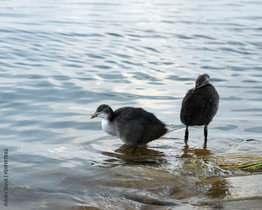 Obraz premium two ducklings