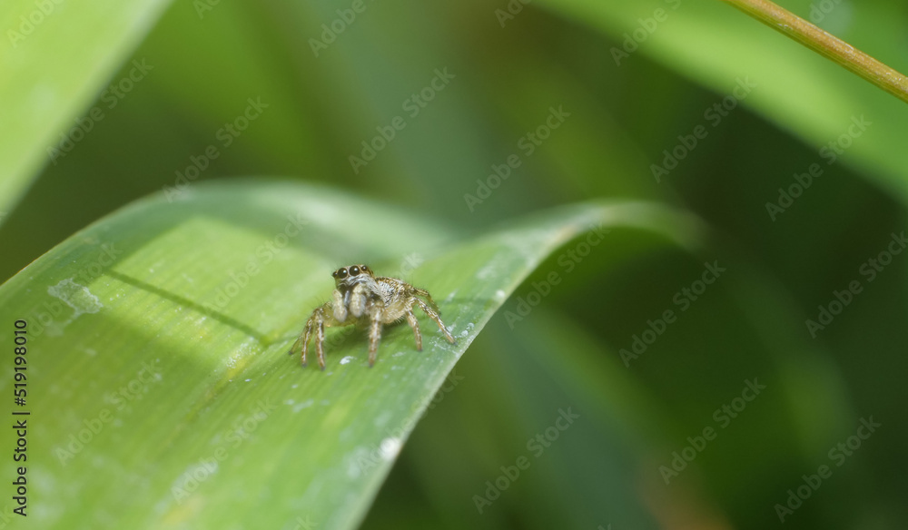 Macro of black and white jumping spider on a leaf looking to the upwards Macro of black and white jumping spider on a leaf looking to the upwards