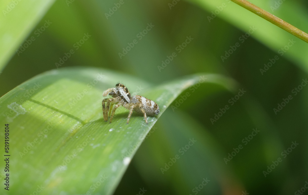 Macro of black and white jumping spider on a leaf looking to the side Macro of black and white jumping spider on a leaf looking to the side