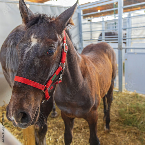 Foal Horse Bridle