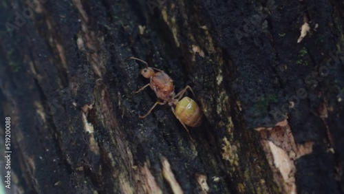 Weaver ants or green ants (genus Oecophylla)