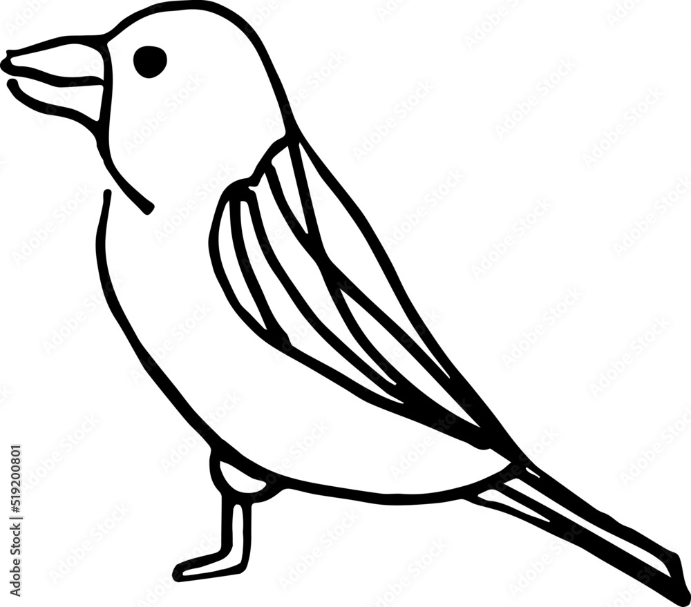 Bird illustration. Crow, starling. Hand-drawn doodles illustration.
Line art.