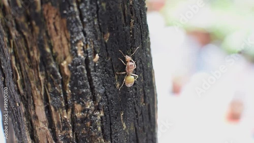 Weaver ants or green ants (genus Oecophylla)