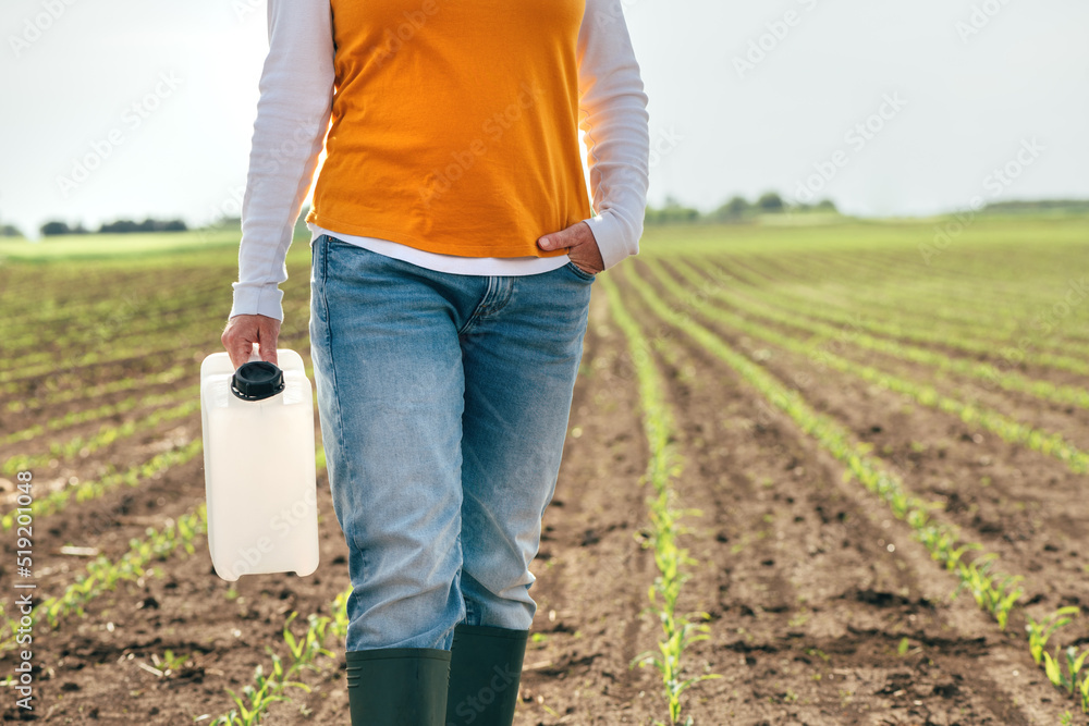 Fototapeta premium Corn crop protection concept, female farmer agronomist holding jerry can container canister with pesticide