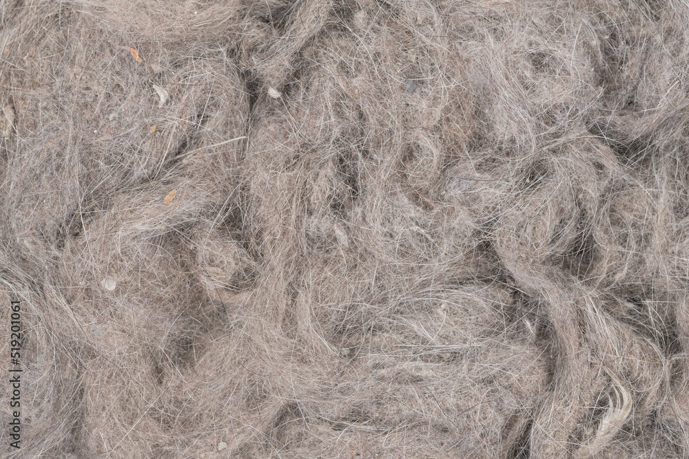 Obraz premium Contents vacuum cleaner garbage, trash, dust, animal hair background texture. close-up