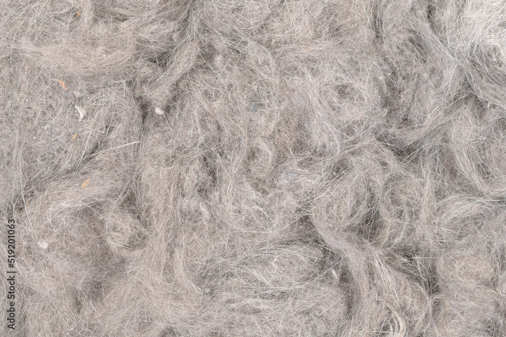Fototapeta premium Contents vacuum cleaner garbage, trash, dust, animal hair background texture. close-up