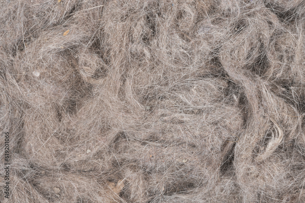 Fototapeta premium Contents vacuum cleaner garbage, trash, dust, animal hair background texture. close-up