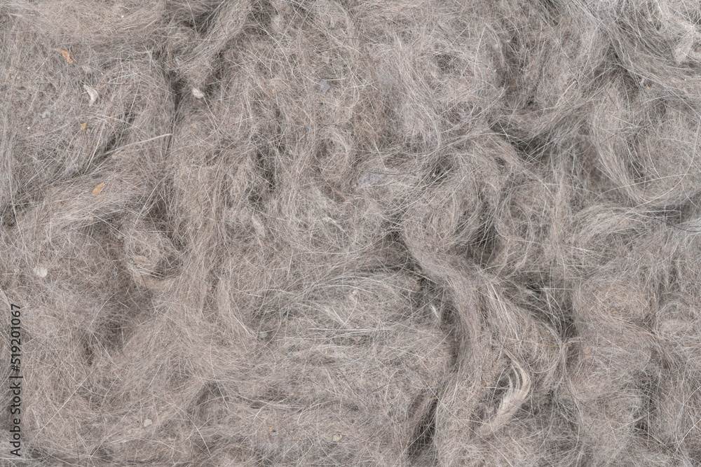 Fototapeta premium Contents vacuum cleaner garbage, trash, dust, animal hair background texture. close-up