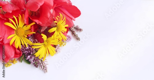 Red tulips and yellow daisies in a festive floral arrangement. Background for a greeting card. © Olirina