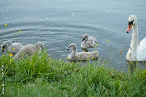 swans on the lake