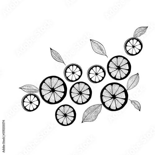 Citrus fruits, lemon slices hand drawn isolated on white. View from above. ci...