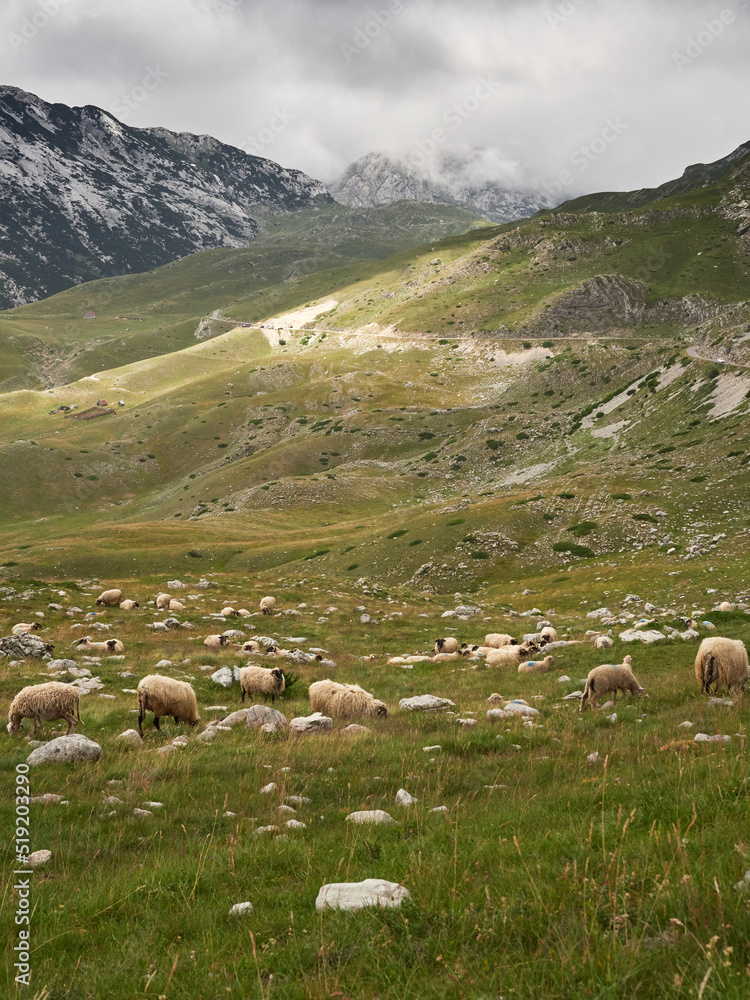 Sheep grazing in the Durmitor mountains. Beautiful mountain landscape in National Park in Montenegro.