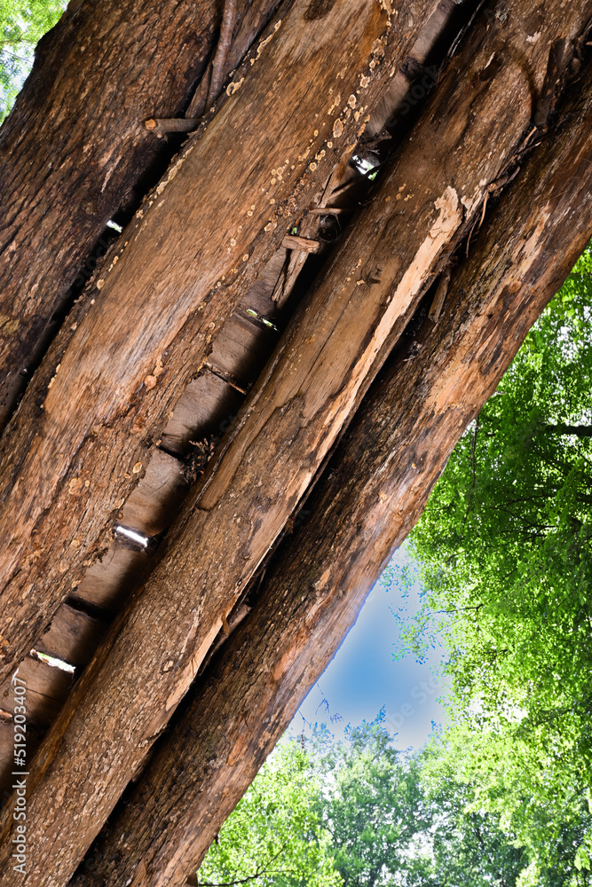 Bottom view of wooden bridge over creek, trees and sky. Bottom view of wooden bridge over creek, trees and sky.