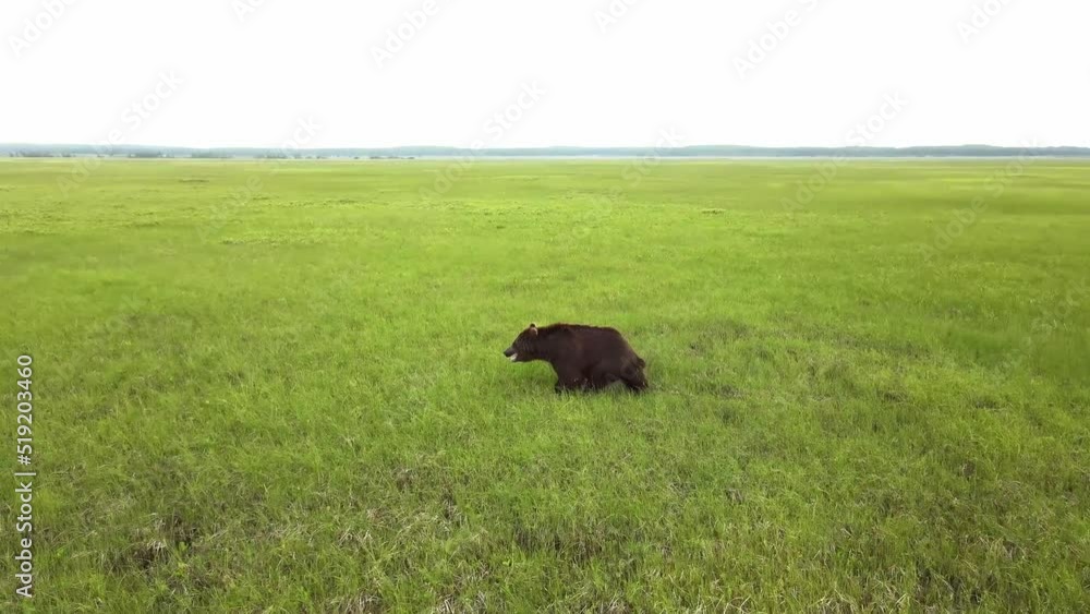 Drone view of a brown bear running across a swampy area among the grass in Kamchatka. Wild bears in their natural environment. The world's largest land predator Drone view of a brown bear running across a swampy area among the grass in Kamchatka. Wild bears in their natural environment. The world's largest land predator