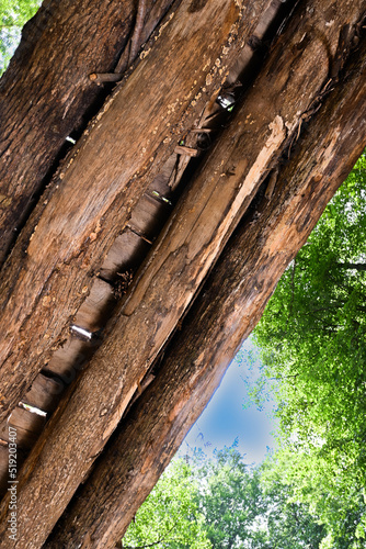 Bottom view of wooden bridge over creek, trees and sky. photo