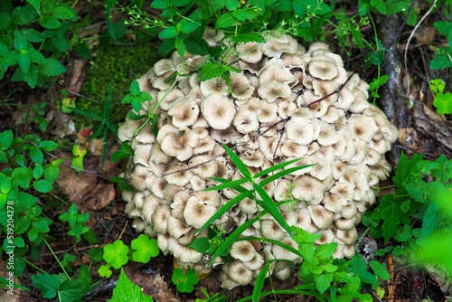 Fungus Polyporus umbellatus or Umbrella polypore in forest, top view. Boletus umbellatus