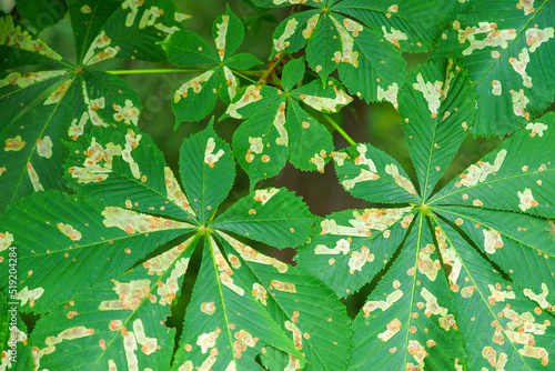 Guignardia aesculi, Guignardia blotch of buckeyes Aesculus hippocastanum. Horse chestnut leafs affected by leaf-mining moth resulting in brown stains photo