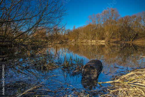 the mirroring of the water level at the confluence of the Vltava and Berounka rivers in Prague's Zbraslav river, which forms the ponds and the Modřana lagoon in Prague. Autumn and trees without leaves photo