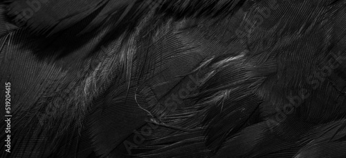 black hawk feathers with visible detail. background or texture © Krzysztof Bubel