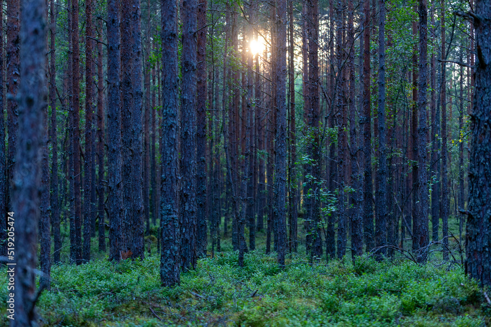 Obraz premium Pine tree forest in Latvia, Melnsils