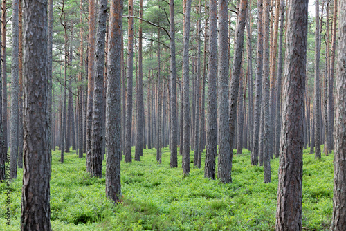 Pine tree forest in Latvia  Melnsils