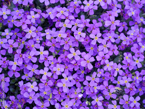 a lot of small purple flowers of the small periwinkle in spring, front view. purple background with flowers.