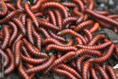 Red millipidae, Trigoniulus Corallinus, group of millipedes in Farm. This happens in the month of June, July in forests and hilly areas in India. selective focus. © Vinayak Jagtap