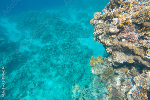 Colorful coral reef in azure sea water.