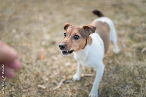 Pedigree jack russell terrier on a walk in the park in autumn.