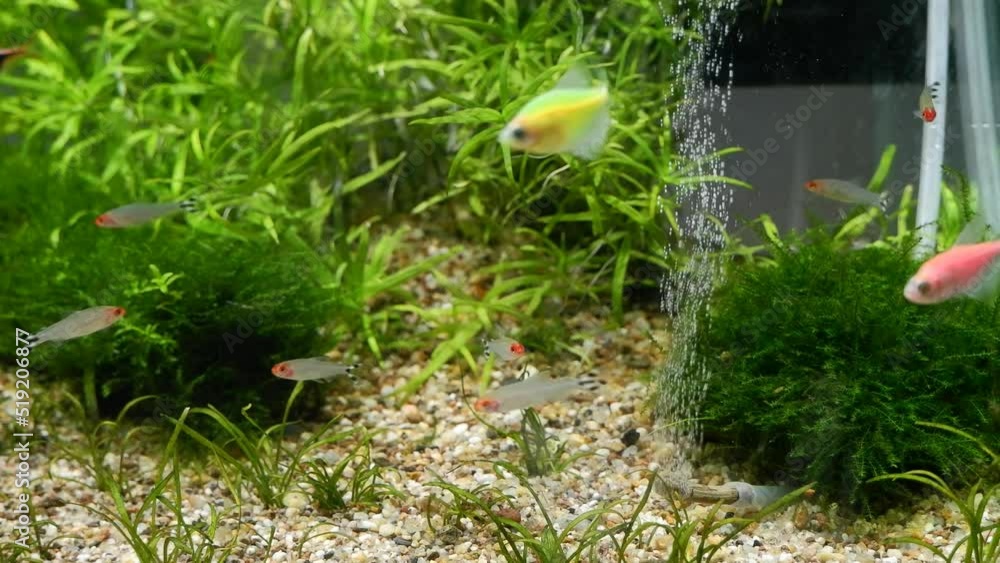 diy CO2 system exhale gas to dissolve in water and fertilize aquatic ...